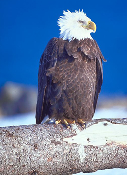 
                    An Eagle in October
                                            (Dan Hart)
                                        