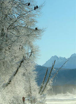 
                    Eagles in Mist
                                            (Glen Browning)
                                        