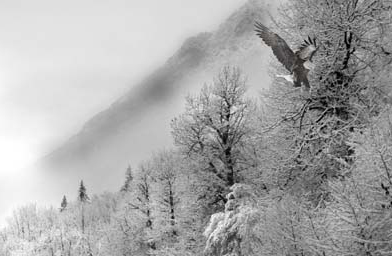 
                    Eagles in the Snow
                                            (Credit Dick Manlin)
                                        