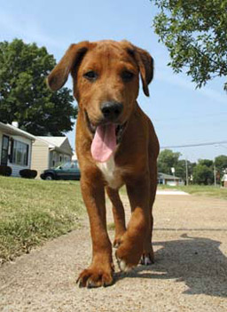 
                    Herbie after his casts were removed.
                                            (Donna Lochmann)
                                        