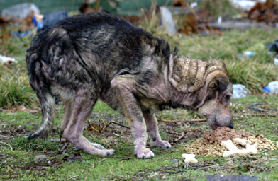 
                    Rafferty before he was rescued.
                                            (Donna Lochmann)
                                        
