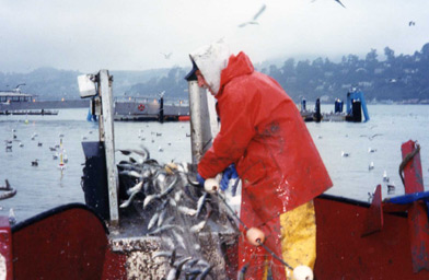 
                    Herring pour onto the boat.
                                            (Krissy Clark)
                                        
