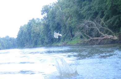 
                    An Asian silverhead carp leaping from the Bath Chute, on the Illinois River. Experts don't know exactly why the fish jump. Some say it's because they have exceptional hearing; others surmise they sense the approach of a predator.
                                            (Kelly McEvers)
                                        