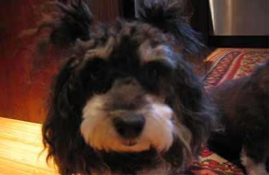 
                    Micheal and Rebecca's dog Sake.
                                            (Michael Langlois)
                                        