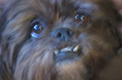 
                    Michael and Rebecca's dog Rocky.
                                            (Michael Langlois)
                                        