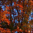 Larger view