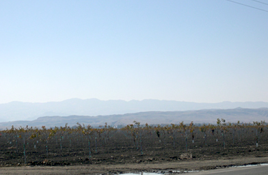 
                    Pistachio groves are a popular new crop in the area.  These are planted next door to Pleasant Valley State Prison.
                                            (Krissy Clark)
                                        