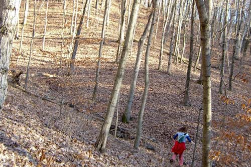 
                    Running in the woods is typical behavior for Cronin.
                                            (Courtesy Roxanne Cronin)
                                        