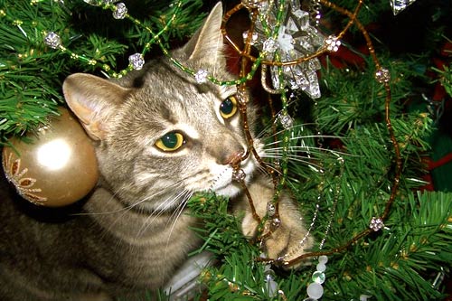 
                    Enrique the cat.
                                            (Yelena Zilberman)
                                        