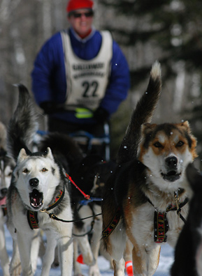 Musher August Galloway leaves the Sawbill Checkpoint on the return leg of the 2004 Beargrease Dog Sled race. The Beargrease is the longest of its kind in the lower 48 states and is a qualifying event for Alaska's Iditarod Sled Dog Race.
(Gary Meinz)