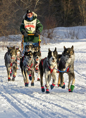 A marathon musher on the trail the third day of the 2006 Beargrease Sled Dog Race along the North Shore of Minnesota. The race is a qualifying event for Alaska's long distance Iditarod Sled Dog Race.
(Kit Larson)