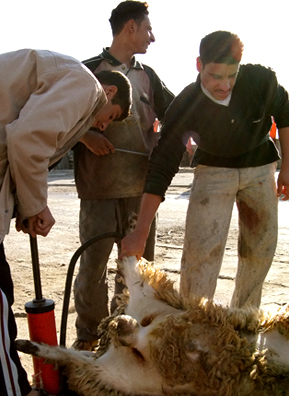 
                    Outside a kabob stand a butcher skins and guts a sheep. Inflating them makes it easier to skin and gut the animal.
                                            (Adam Allington)
                                        