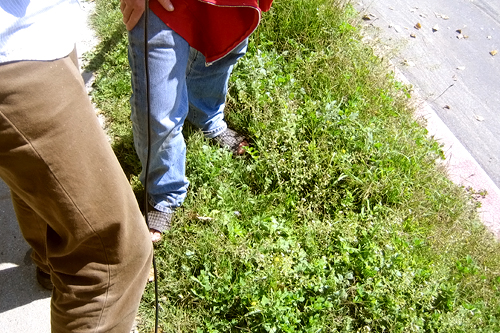 
                    A close-up of a foraging plot.
                                            (Suzie Lechtenberg)
                                        