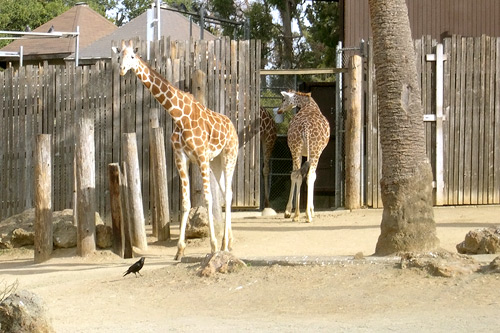 
                    At the African Veldt Exhibit, gazelles, Egyptian geese, common elans, east African crowned cranes and a griffin vulture share living quarters.
                                            (Courtesy Oakland Zoo)
                                        