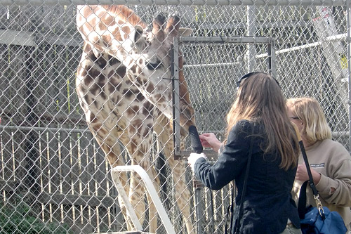 
                    Tiki investigates Weekend America reporter Krissy Clark's microphone.  Tiki refused to comment for the story.
                                            (Courtesy Oakland Zoo)
                                        