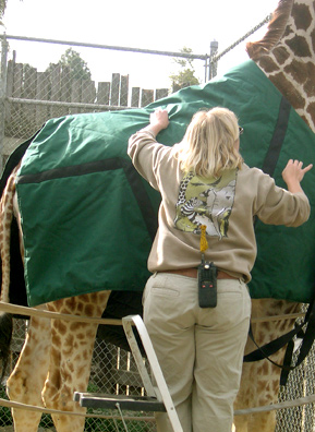 
                    After several weeks of training, zoo keeper Amy Phelps has managed to teach Tiki to tolerate her new coat -- for short spells.
                                            (Courtesy Oakland Zoo)
                                        