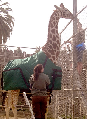 
                    Tiki models her new coat.
                                            (Courtesy Oakland Zoo)
                                        