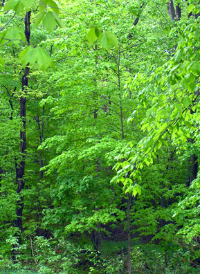 According to Petruschke, a camera does not do justice to the many shades of green one sees in the Kirtland Forest canopies in early summer. Snowfalls averaging more than 100 inches annually melt and are absorbed by the rocks. The water seeps out, providing a abundance of water that feeds the lush greenery.
(Haans Petruschke)