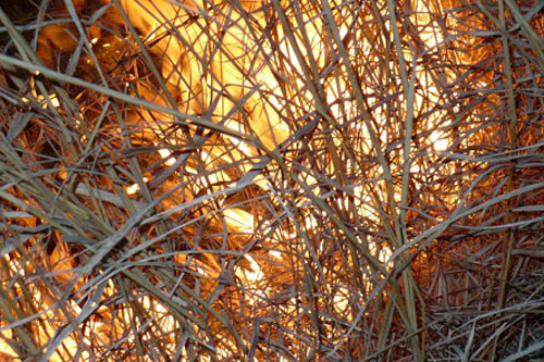 
                    Dry prairie grass burns in an instant.
                                            (Sylvia Gross)
                                        
