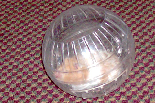 
                    Fuzzy relaxes in the hotel room with a nice exercise ball run.
                                            (John Moe)
                                        