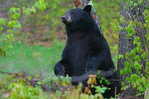 
                    Bert, one of Ben Kilham's bears.
                                            (Ben Kilham)
                                        