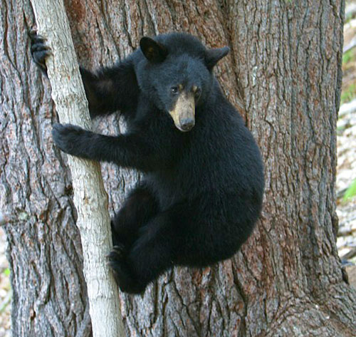 
                    Snowy climbs a tree.
                                            (Ben Kilham)
                                        