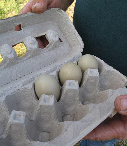 
                    Saved from the tractor -- wild ducks eggs that will be given to a local hatchery.
                                            (Nancy Mullane)
                                        
