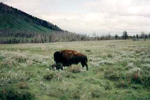 
                    Yellowstone National Park wildlife.
                                            (Tamara Keith)
                                        