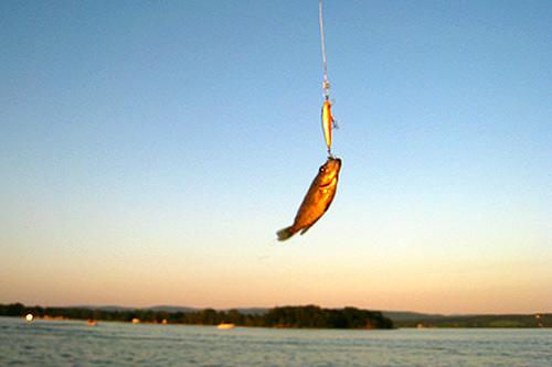 
                    Weekend America contributor David Maxon is sure "we caught bigger fish than this."
                                            (Khanh Tran)
                                        