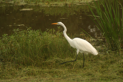 
                    Egret.
                                            (Daniel May)
                                        