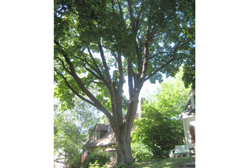 
                    Majestic and beautiful in spring and summer.  Come fall, however, this tree's leaves may just bury the house.
                                            (Marc Sanchez)
                                        