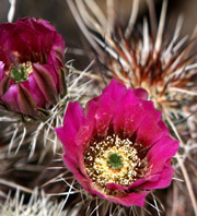 Larger view