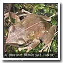 Coqui Frog