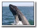 Whale Watching in Baja California